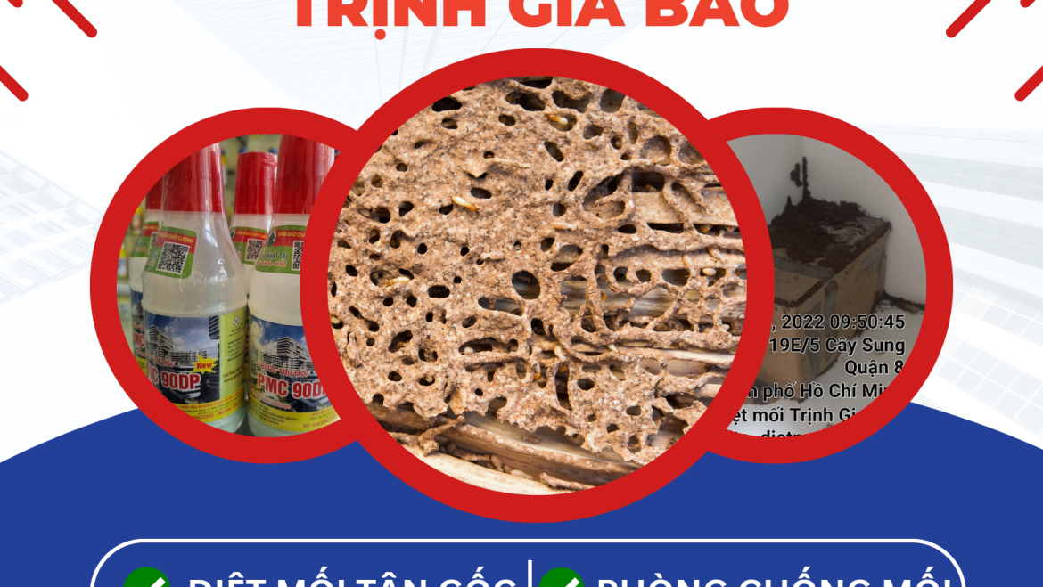Diệt Mối Tại Củ Chi | Dịch Vụ Diệt Mối Củ Chi Trịnh Gia Bảo