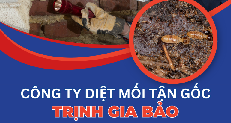 Diệt Mối Tại Nhà | Công Ty Diệt Mối Tại Nhà Trịnh Gia Bảo