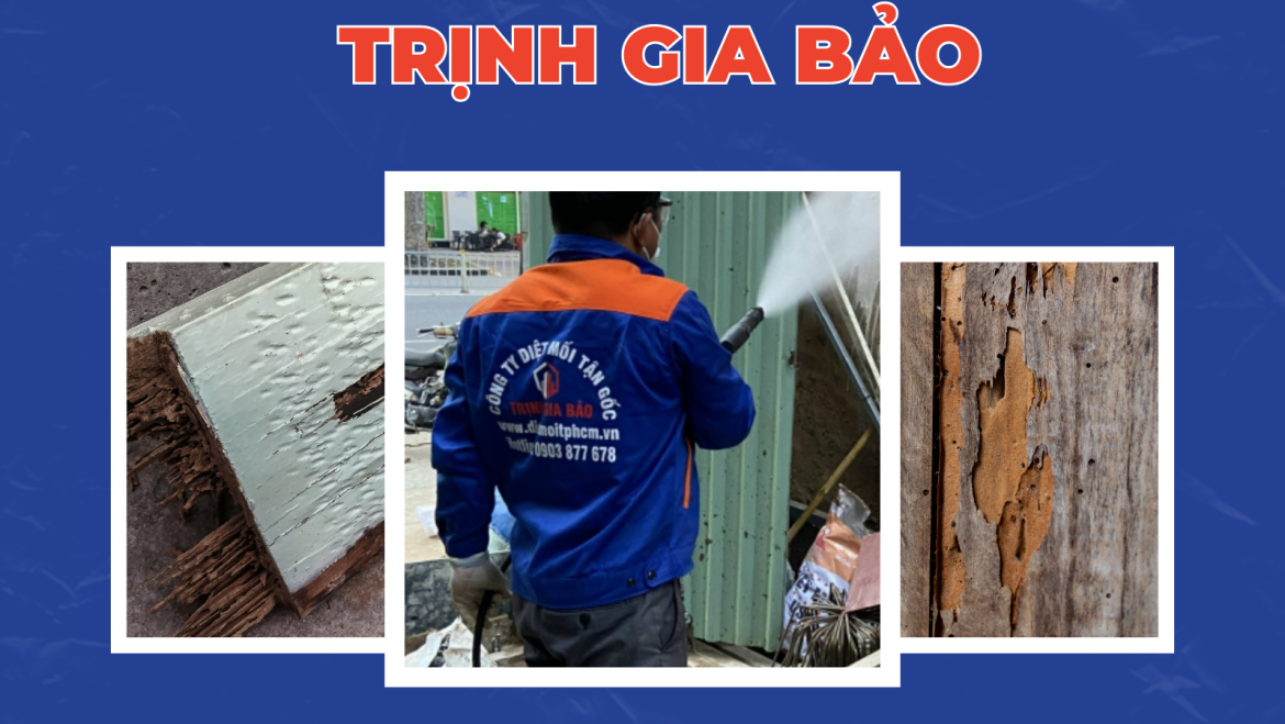 Diệt Mối Tận Gốc Giá Bao Nhiêu? | Diệt Mối Giá Rẻ Trịnh Gia Bảo
