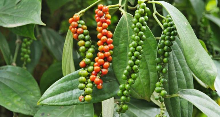 Giá Tiêu Tại Buôn Mê Thuật | Giá Tiêu Trên Thị Trường Hôm Nay