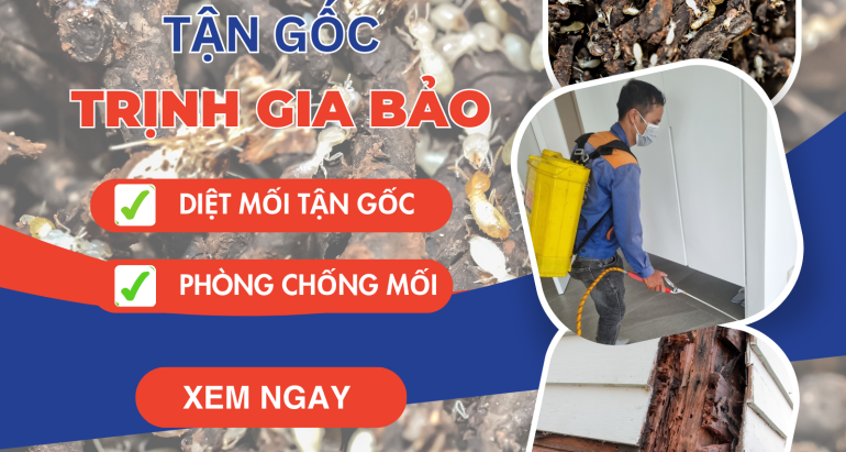 Diệt Mối Tại Phường Bình Thạnh | Diệt Mối Trịnh Gia Bảo