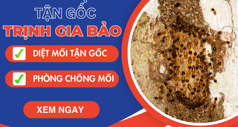 Diệt Mối Tại Phường Bình Trị Đông | Diệt Mối Phường Bình Trị Đông