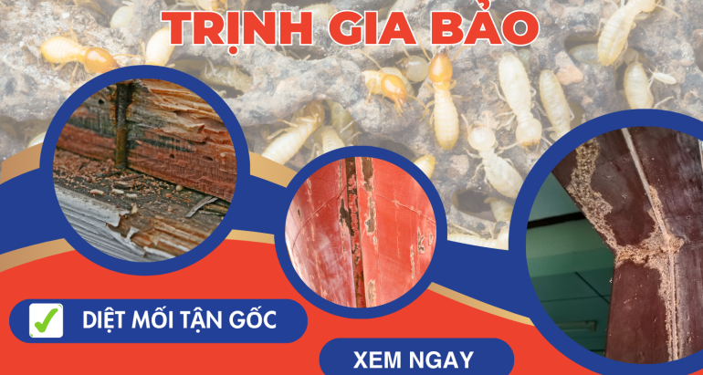 Diệt Mối Tại Phường An Lạc | Diệt Mối An Lạc Trịnh Gia Bảo