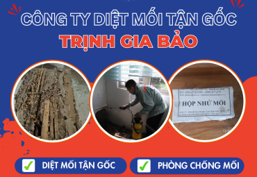 Diệt Mối Tại Phường Hạnh Thông | Diệt Mối Phường Hạnh Thông Trịnh Gia Bảo