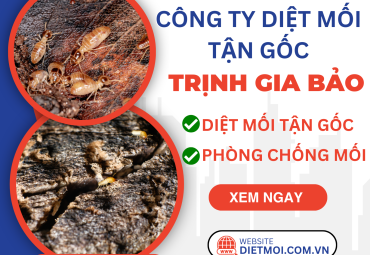 Diệt Mối Tại Phường Gò Vấp | Diệt Mối Phường Gò Vấp Trịnh Gia Bảo