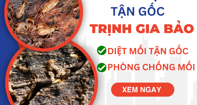 Diệt Mối Tại Phường Gò Vấp | Diệt Mối Phường Gò Vấp Trịnh Gia Bảo