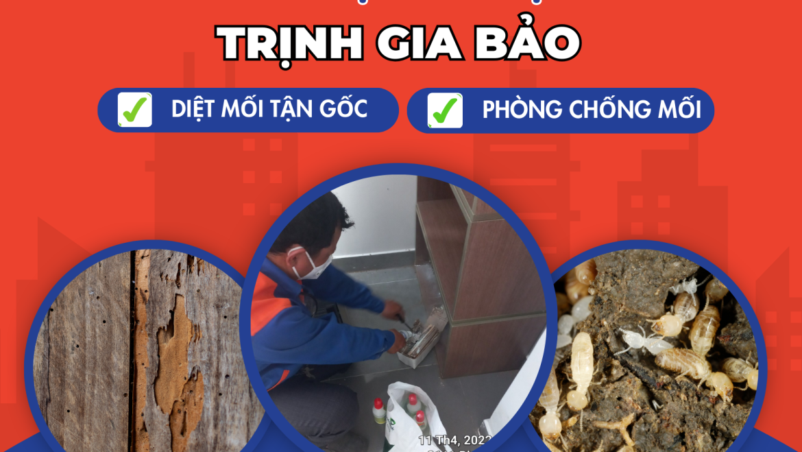 Diệt Mối Tại Phường An Hội Đông | Diệt Mối Phường An Hội Đông